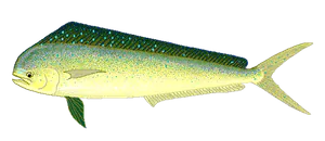 Daurade Coryphène (Mahi-Mahi) (Coryphaena Hippurus)