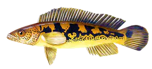Jacundá (Crenicichla Lenticulata)