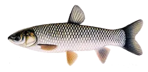 Carpe Amour (Carpe de Roseau) (Ctenopharyngodon Idella)