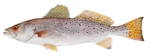 Acoupa Pintade (Cynoscion Nebulosus)