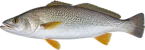 Acoupa Royal (Cynoscion Regalis)