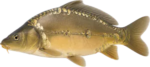 Carpe Miroir (Cyprinus Carpio Carpio Mirror)