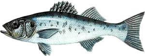 Bar Moucheté (Tacheté) (Dicentrarchus Punctatus)