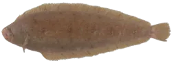 Céteau (Dicologoglossa Cuneata)