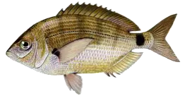 Sparaillon (Diplodus Annularis)