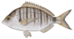 Sar à Tête Noire (Museau Pointu) (Diplodus Puntazzo)