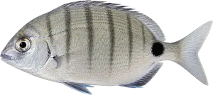 Sar Commun (Diplodus Sargus)