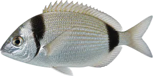 Veirade (Sar à Tête Noire) (Diplodus Vulgaris)