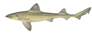 Émissole (Mustelus mustelus)