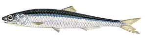 Anchois Commun (Engraulis Encrasicolus)