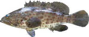 Mérou à Tâches Oranges (Epinephelus Coioides)