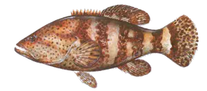 Mérou Goliath (Epinephelus Itajara)