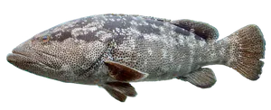 Mérou Malabar (Epinephelus Malabaricus)