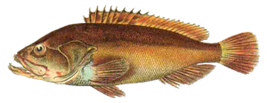 Mérou Brun (Epinephelus Marginatus)