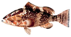 Mérou Nègre (Mérou Rouge) (Epinephelus Morio)