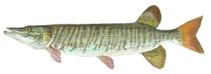 Maskinongé tigré (hybride) (Esox masquinongy X Esox lucius)