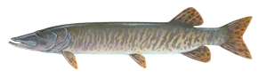 Maskinongé (Esox Masquinongy)