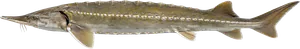 Esturgeon (Acipenser sturio)