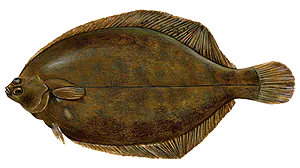 Flet (Platichthys flesus)