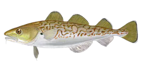 Morue du Pacifique (Gadus Macrocephalus)
