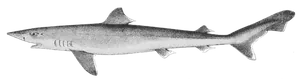 Requin-Hâ (Milandre) (Galeorhinus Galeus)