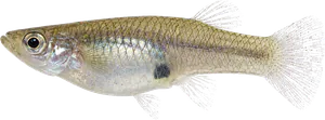 Gambusie de l'ouest (Gambusia holbrooki)