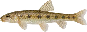 Goujon (Gobio gobio)