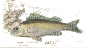 Grémille (Gymnocephalus cernua)