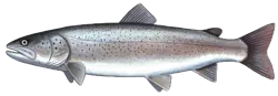 Taïmen (Hucho Taimen)