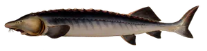 Esturgeon Béluga (Huso Huso)