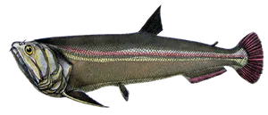 Tétra Vampire (Payara) (Hydrolycus Scomberoides)
