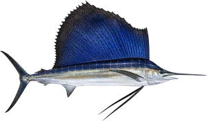 Espadon Voilier Indo-Pacifique (Sailfish) (Istiophorus Platypterus Pacific)