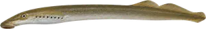 Lamproie de Planer (Lampetra planeri)