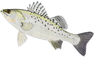 Bar du Japon (Lateolabrax Japonicus)