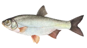 Ide Mélanote (Leuciscus Idus)