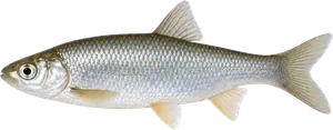 Vandoise (Leuciscus Leuciscus)