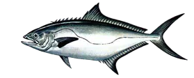 Liche Amie (Lichia Amia)