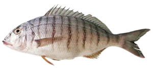 Marbré (Lithognathus Mormyrus)