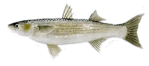 Mulet Doré (Liza Aurata)
