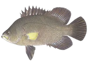 Coupia Roche (Lobotes Surinamensis)