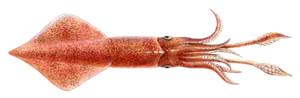 Calamar Commun (Loligo Vulgaris)