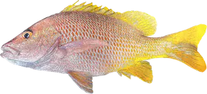 Vivaneau Jaune (Lutjanus Argentiventris)