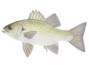 Bar Australien (Macquaria Novemaculeata)