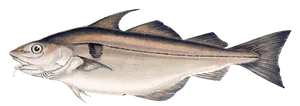 Aiglefin (Eglefin - Haddock) (Melanogrammus Aeglefinus)