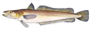 Merlu (Merluccius Merluccius)