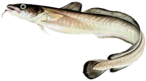 Lingue (Julienne) (Molva Molva)