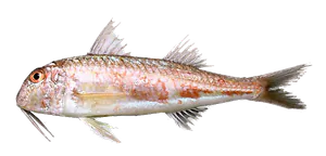 Rouget de Vase (Mullus Barbatus)