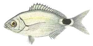 Oblade (Oblada Melanura)