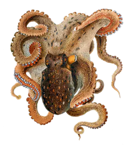 Pieuvre Commune (Poulpe) (Octopus Vulgaris)