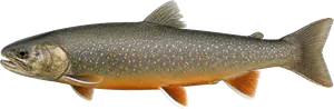 Omble chevalier (Salvelinus alpinus)